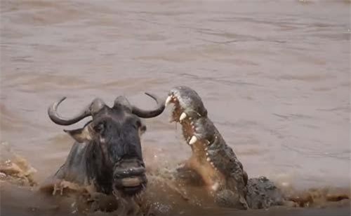 CLIP: Linh dương đầu bò thoát chết thần kỳ khi bị cá sấu tấn công
