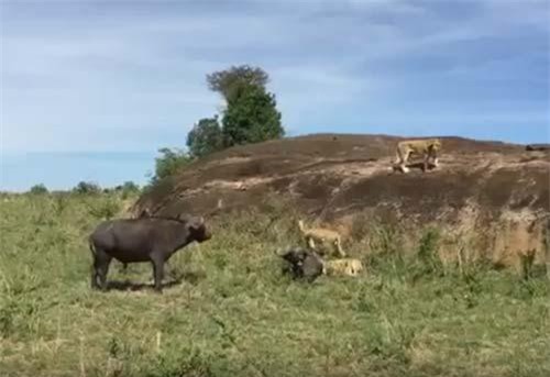 CLIP: Trâu rừng liều mạng tấn công sư tử giải cứu đồng loại