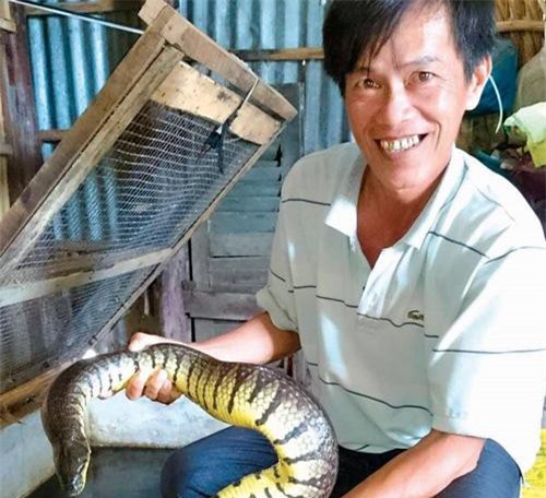 Cà Mau: Làm bể xi măng nuôi đàn rắn to như nuôi cá kiểng thu nhập gần 50 triệu đồng