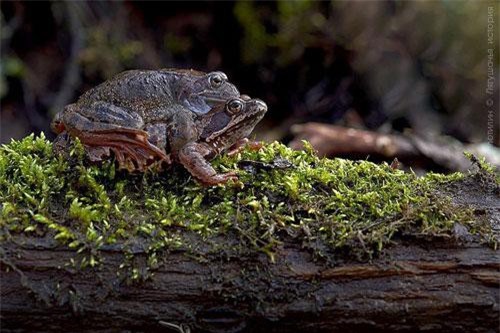 Chuyện hay ít biết về vòng đời của những con ếch