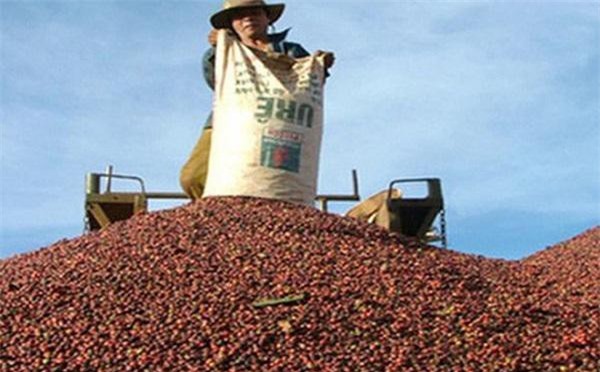 Để đạt mục tiêu kim ngạch xuất khẩu cà phê 6 tỷ USD vào năm 2030