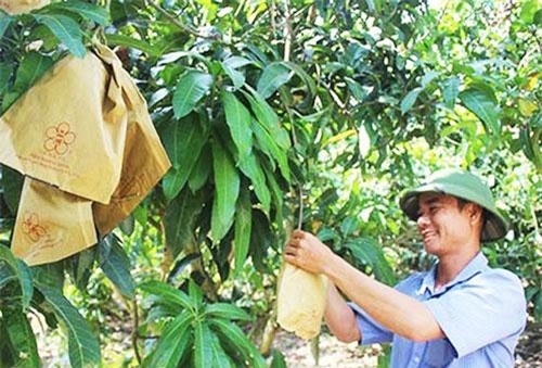 Đồng Nai: Vị giám đốc phủ xanh đồi hoang bằng giống trái cây đặc sản