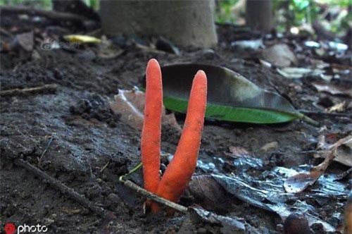 Hãi hùng nấm cực độc, chạm qua cũng có thể teo não