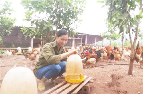 Hòa Bình: Những mô hình do phụ nữ làm chủ cho thu nhập khủng