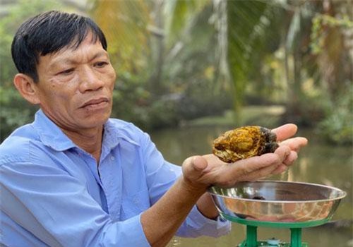 Khám phá 'choáng' về viên sỏi mật trâu bò 200 triệu