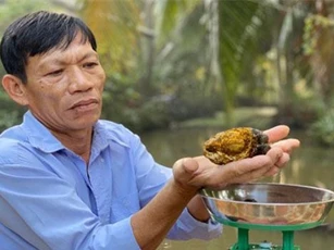 Khám phá 'choáng' về viên sỏi mật trâu bò 200 triệu