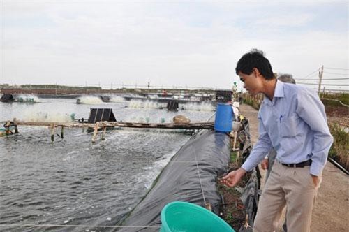 Kinh nghiệm nuôi tôm sạch ở Sóc Trăng