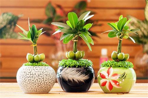 Kỹ thuật trồng và chăm sóc cây may mắn tài lộc để bàn