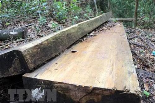 Lâm Đồng: Khởi tố đối tượng khai thác 28m3 gỗ quý trong rừng phòng hộ