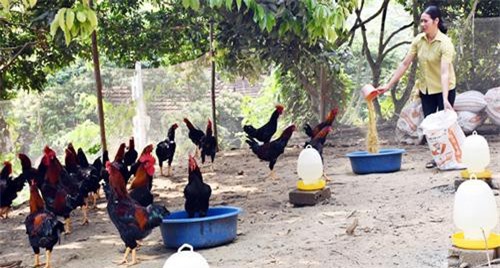 Lào Cai: Có của ăn của để nhờ nuôi giống gà lạ đẹp như tranh vẽ