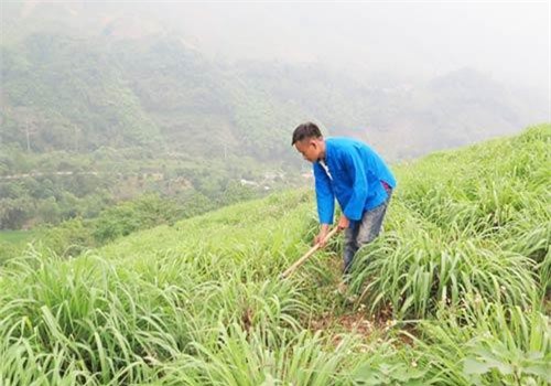 Lào Cai: Đổi đời nhờ cây sả đỏ