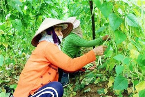 Quảng Nam: Bình Triều sản xuất rau sạch tạo cú hích cho nông thôn mới