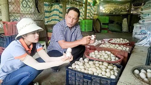 Quảng Trị: Mô hình nuôi vịt đẻ khép kín mang lại hiệu quả kinh tế cao
