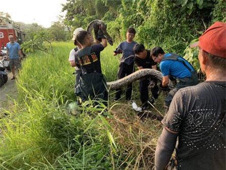 'Sợ đứng tim' trăn khổng lồ liên tiếp lao vào đớp người
