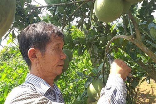 Sơn La: Đầu tư cây vàng, thu vườn cây ăn quả bạc tỷ