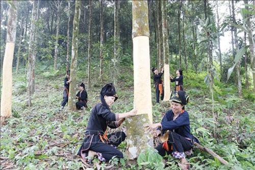 Tạo tiền đề hỗ trợ phát triển kinh tế - xã hội vùng dân tộc thiểu số