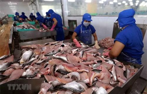 Thuế xuất khẩu cá tra vào Mỹ giảm về 0%