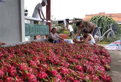 Xuất khẩu trái cây sang Trung Quốc bị ùn ứ, Bộ Công thương 'ra tay'