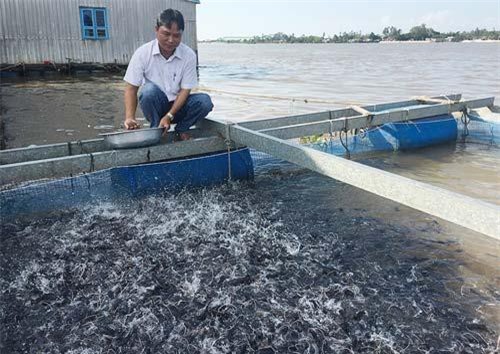 An Giang: Nuôi cá lăng nha trong lồng bè mang lại hiệu quả kinh tế cao