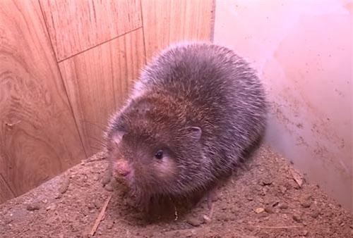 Anh nông dân Vĩnh Phúc đổi đời nhờ nuôi con ăn tre nứa