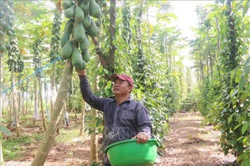 Bà Rịa - Vũng Tàu: Trồng đu đủ sạch cho thu nhập cao ở huyện Châu Đức