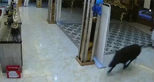 Bi hài chàng trai hát dở đến... lợn rừng phải xông vào nhà đuổi