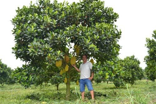 Bình Phước: Trồng mít ruột đỏ thu tiền tỷ