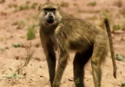 CLIP: Khỉ cứu linh dương thoát khỏi móng vuốt của báo đốm