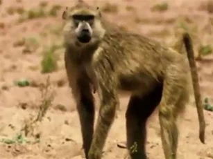 CLIP: Khỉ cứu linh dương thoát khỏi móng vuốt của báo đốm