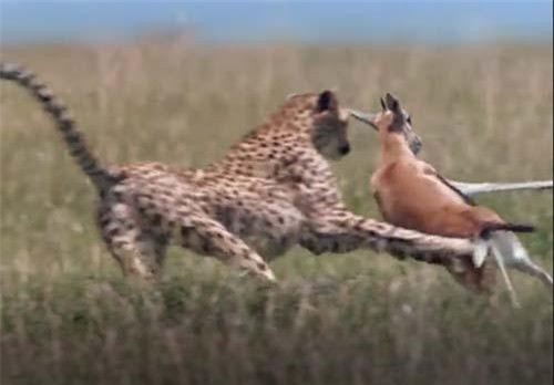 CLIP: Linh dương nhận 'cái kết đắng' khi chạm mặt báo săn