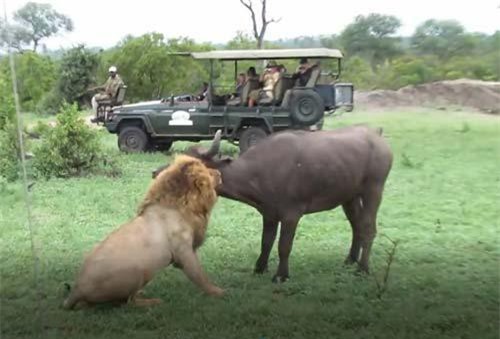 CLIP: Sư tử hạ gục trâu rừng trong 'một nốt nhạc'