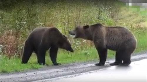 Cãi nhau dữ dội, gấu nâu khổng lồ kịch chiến giữa đường