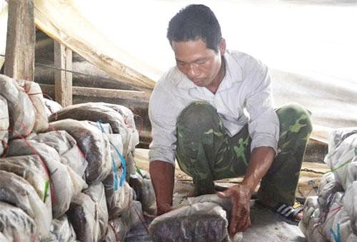 Đăk Lăk: Người tiên phong phát triển nấm rơm ở Ya Tờ Mốt