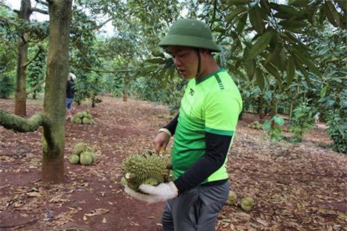 Đắk Lắk: Sầu riêng mất mùa, mất giá