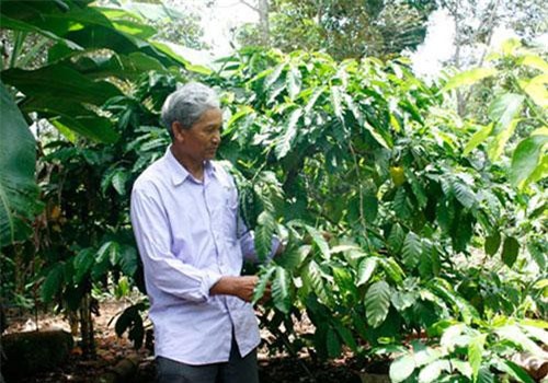 Đăk Lăk: Về hưu, cán bộ công an tỉnh lập nghiệp với HTX