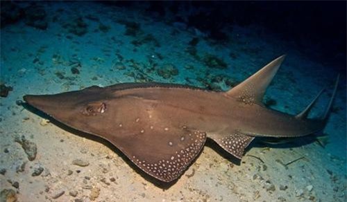 'Đứng hình' trước sinh vật kỳ dị trên bãi biển gây xôn xao