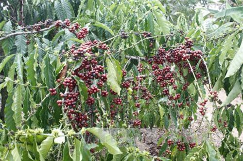 Giá cà phê đồng loạt tăng