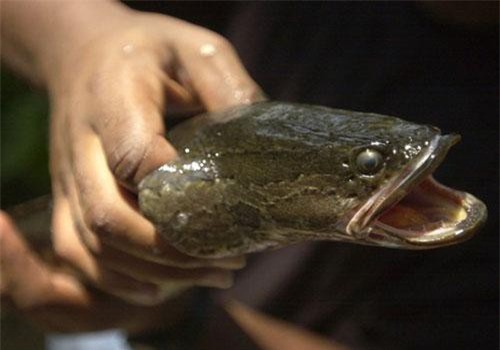 Giải mã 'dã thú phàm ăn' nguy hiểm gốc Trung Quốc có nhiều ở Việt Nam