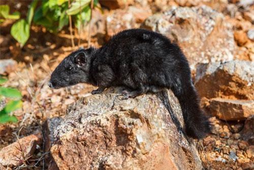 Khám phá bất ngờ chuột đá quý hiếm, từng có ở Việt Nam