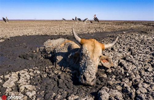 Khoảnh khắc rợn người của động vật hoang dã ai cũng ám ảnh