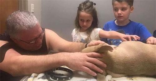 Kinh hãi trước cảnh chó trung thành bị rắn độc cắn chết vì cứu chủ