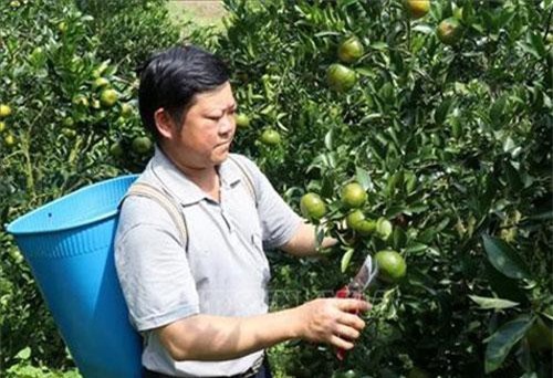 Lào Cai: Những đồi quýt bạc tỷ ở huyện vùng cao biên giới Mường Khương