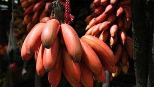 Lợi ích ngừa sỏi thận, giảm cân từ chuối đỏ