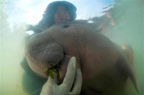 Mổ xác 'nàng tiên cá' cực quý hiếm: Nguyên nhân đáng buồn