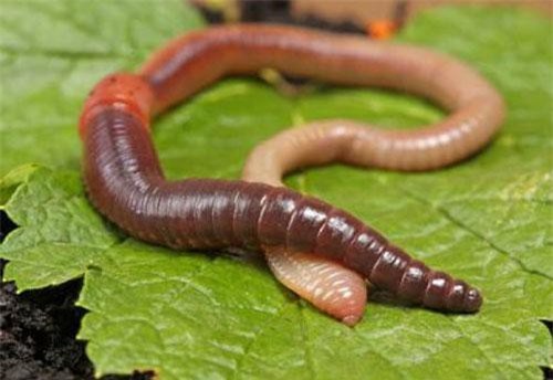 Những sự thật bất ngờ về thế giới động vật mà ít người biết đến