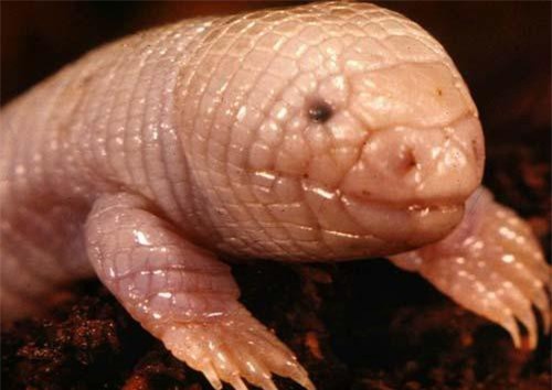 Sinh vật lạ mình giun, đầu rắn, có hai chân