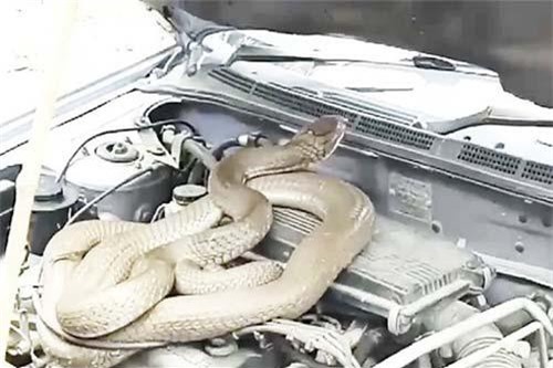 Tá hỏa phát hiện rắn hổ mang chúa trốn trong động cơ xe