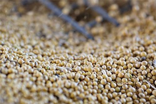 Trung Quốc có thể miễn thuế cho 10 triệu tấn đậu tương từ Mỹ