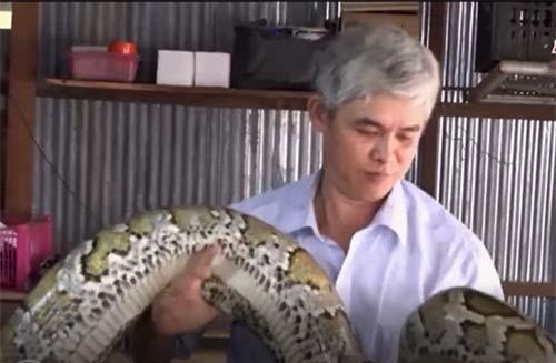 An Giang: Thu nhập cao từ mô hình nuôi trăn khổng lồ trong nhà