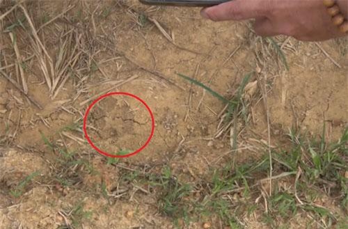 Bác thông tin hổ xuất hiện gần hang động núi lửa ở Đăk Nông